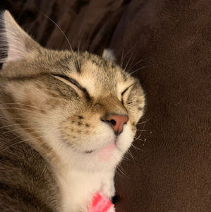 Meet your Posher, Olivia